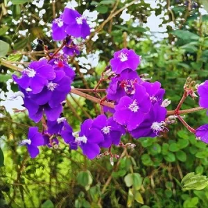 Tibouchina Live Plant – 4 inch Pot – Vibrant Purple Blooms – Outdoor - Image 1