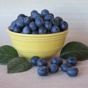 Tifblue Blueberry Live Plant - 15-18 inches Tall - 1 Gallon Container - Image 2