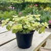 Tradescantia Live Plant - Wandering Jew Houseplant, 3.5 Inch Pot, Indoor - Image 1
