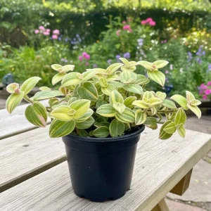 Tradescantia Live Plant - Wandering Jew Houseplant, 3.5 Inch Pot, Indoor - Image 1