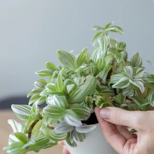 Tradescantia Live Plant - Wandering Jew Houseplant, 3.5 Inch Pot, Indoor - Image 3