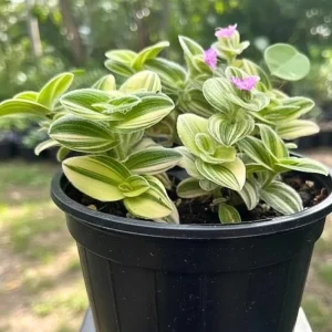 Tradescantia Live Plant - Wandering Jew Houseplant, 3.5 Inch Pot, Indoor - Image 4