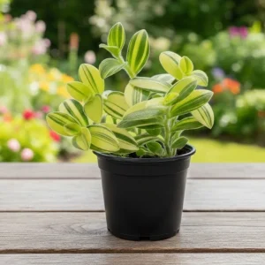 Tradescantia Live Plant - Wandering Jew Houseplant, 3.5 Inch Pot, Indoor - Image 5