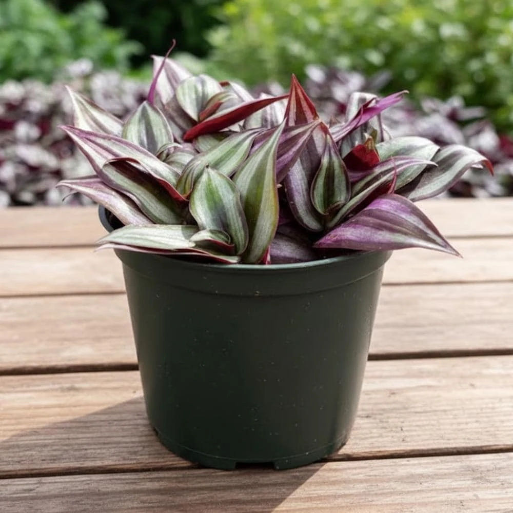 Tradescantia Zebrina Live Plant – 2 inch Pot – Trailing Houseplant - Image 2