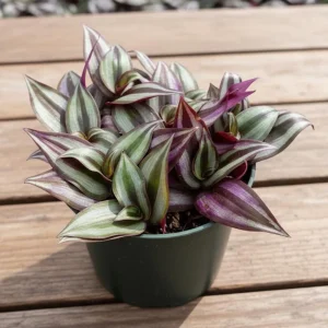 Tradescantia Zebrina Live Plant – 2 inch Pot – Trailing Houseplant - Image 3