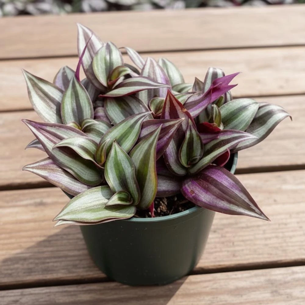 Tradescantia Zebrina Live Plant – 2 inch Pot – Trailing Houseplant - Image 3