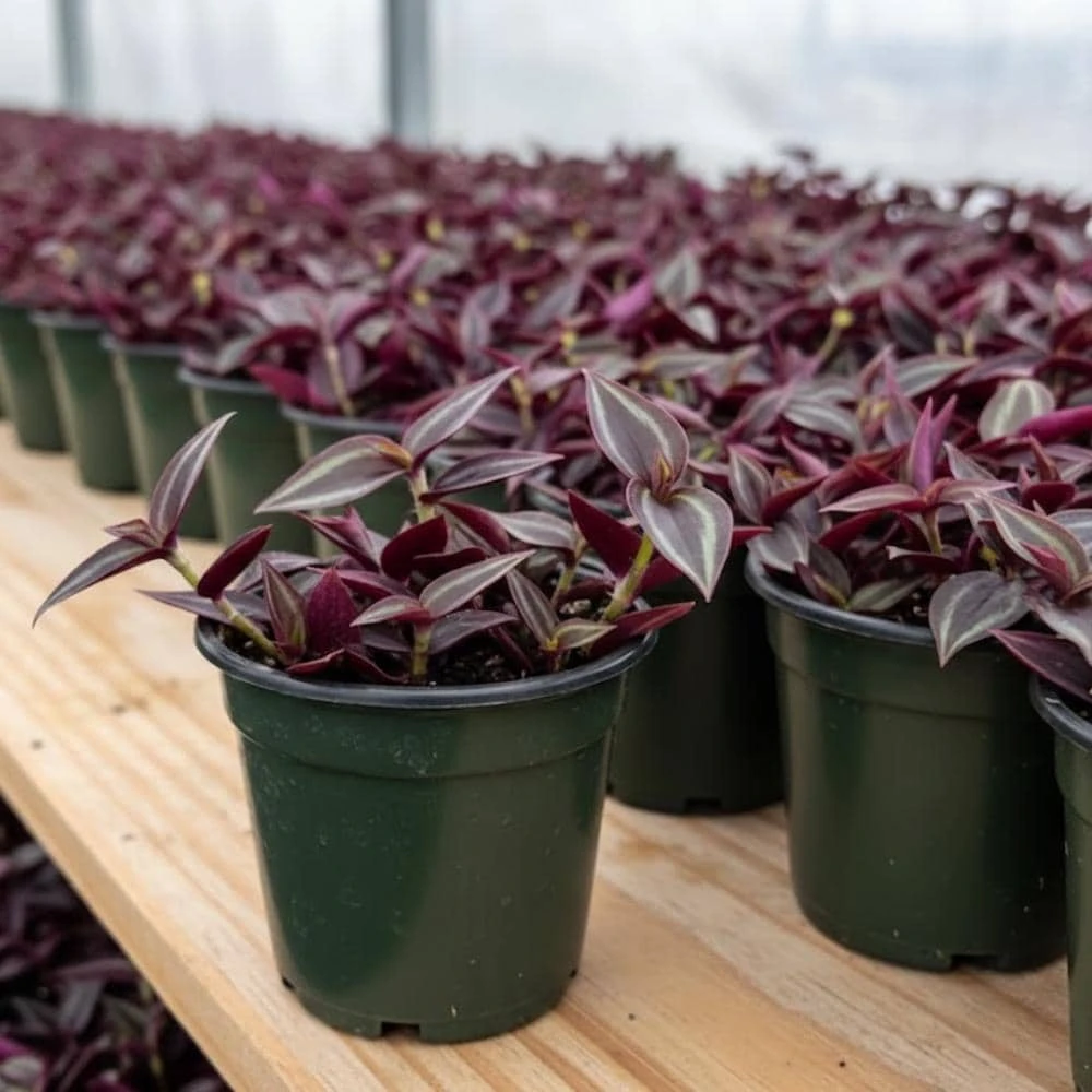 Tradescantia Zebrina Live Plant – 2 inch Pot – Trailing Houseplant - Image 4