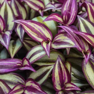 Tradescantia Zebrina Live Plant – 2 inch Pot – Trailing Houseplant - Image 5
