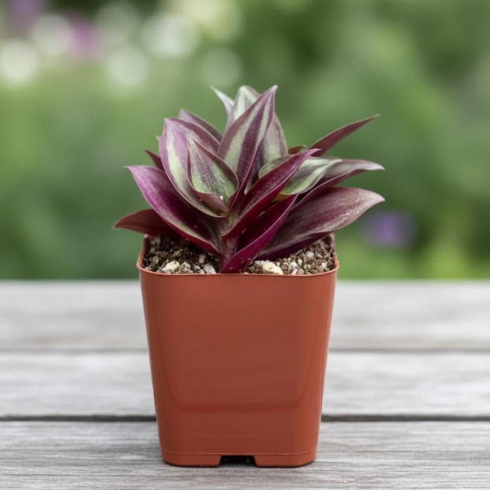 Tradescantia Zebrina Live Plant – 2 inch Pot – Trailing Houseplant - Image 6