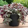 Tradescantia Zebrina Live Plant – 2 inch Pot – Trailing Houseplant - Image 1