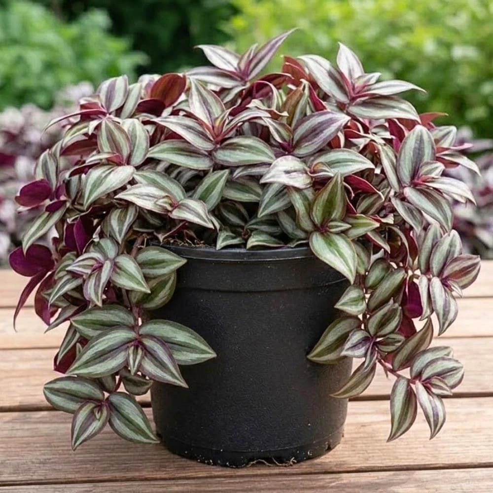 Tradescantia Zebrina Live Plant – 2 inch Pot – Trailing Houseplant - Image 1