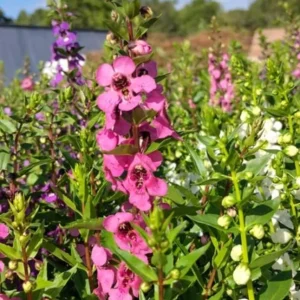 Tropical Snapdragon Live Plant – Vibrant Flowers – 4in Pot - Image 2