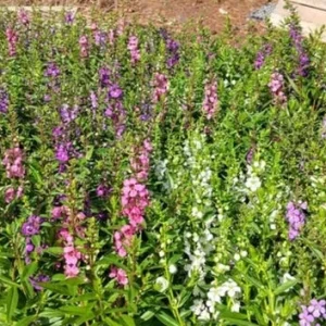 Tropical Snapdragon Live Plant – Vibrant Flowers – 4in Pot - Image 3
