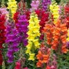 Tropical Snapdragon Live Plant – Vibrant Flowers – 4in Pot - Image 1