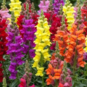Tropical Snapdragon Live Plant – Vibrant Flowers – 4in Pot - Image 1