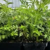 Tshab Xyoob Starter Live Plant - Image 1