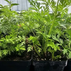 Tshab Xyoob Starter Live Plant - Image 1