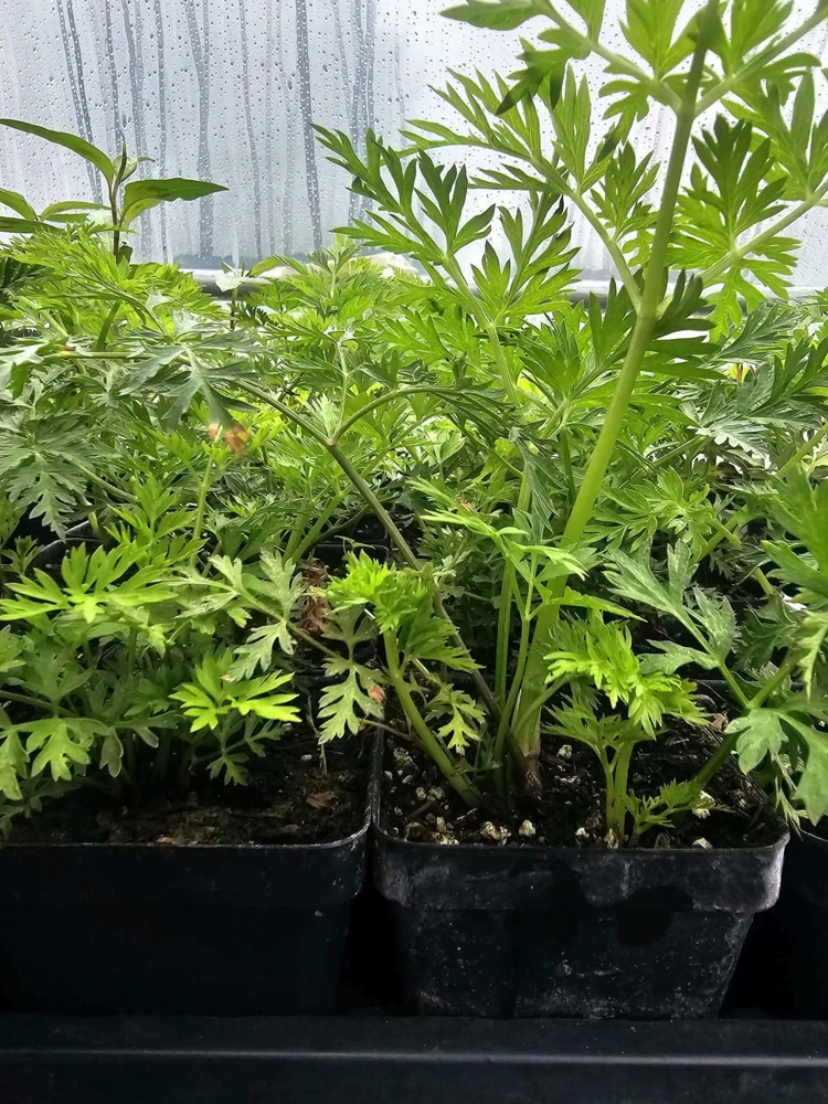 Tshab Xyoob Starter Live Plant - Image 1