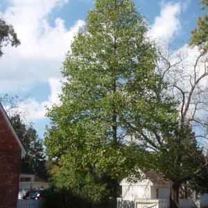 Tulip Poplar Live Plant - 12-18 inch tall - Grown in 3.5 inch Pot - Outdoor Tree - Image 2