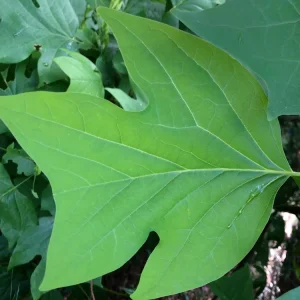 Tulip Poplar Live Plant - 12-18 inch tall - Grown in 3.5 inch Pot - Outdoor Tree - Image 3