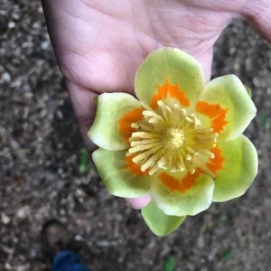 Tulip Poplar Live Plant - 12-18 inch tall - Grown in 3.5 inch Pot - Outdoor Tree - Image 4