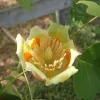 Tulip Poplar Live Plant - 12-18 inch tall - Grown in 3.5 inch Pot - Outdoor Tree - Image 1