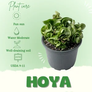 Twisted Hoya Live Plant - Trailing Houseplant in 3 Inch Pot - Image 2