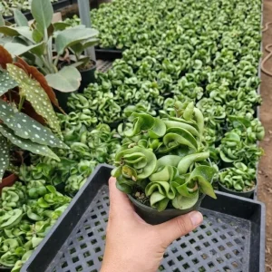Twisted Hoya Live Plant - Trailing Houseplant in 3 Inch Pot - Image 3