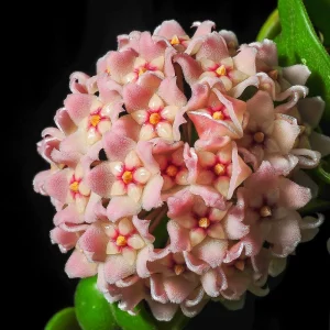 Twisted Hoya Live Plant - Trailing Houseplant in 3 Inch Pot - Image 5