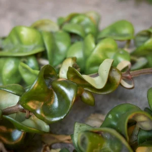 Twisted Hoya Live Plant - Trailing Houseplant in 3 Inch Pot - Image 6