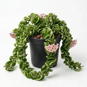 Twisted Hoya Live Plant - Trailing Houseplant in 3 Inch Pot - Image 1