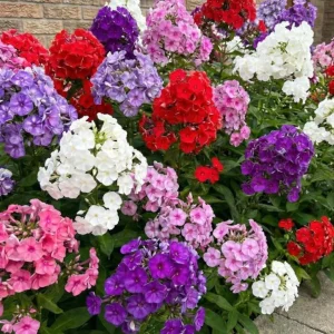Upright Phlox Live Plant – Perennial Garden Flower - Image 2