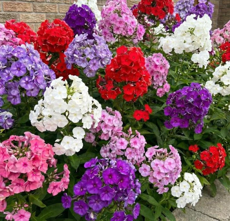 Upright Phlox Live Plant – Perennial Garden Flower - Image 2