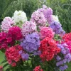 Upright Phlox Live Plant – Perennial Garden Flower - Image 1