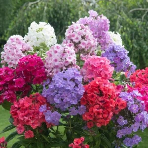 Upright Phlox Live Plant – Perennial Garden Flower - Image 1