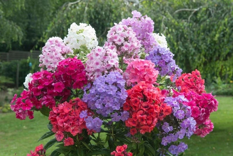Upright Phlox Live Plant – Perennial Garden Flower - Image 1