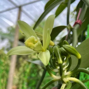 Vanilla Bean Live Plant - Half Gallon Pot Vine - Indoor/Outdoor Orchid - Image 2