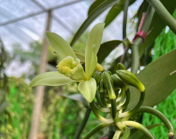 Vanilla Bean Live Plant - Half Gallon Pot Vine - Indoor/Outdoor Orchid - Image 2