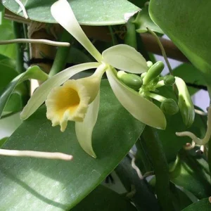 Vanilla Bean Live Plant - Half Gallon Pot Vine - Indoor/Outdoor Orchid - Image 3