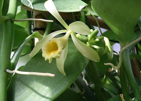 Vanilla Bean Live Plant - Half Gallon Pot Vine - Indoor/Outdoor Orchid - Image 3