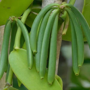 Vanilla Bean Live Plant - Half Gallon Pot Vine - Indoor/Outdoor Orchid - Image 1