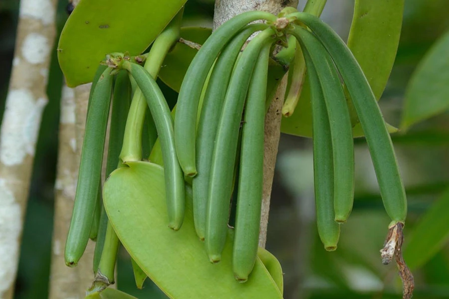 Vanilla Bean Live Plant - Half Gallon Pot Vine - Indoor/Outdoor Orchid - Image 1