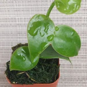 Vanilla Planifolia Orchid Plant – Rooted Live Vanilla Vine - Image 2