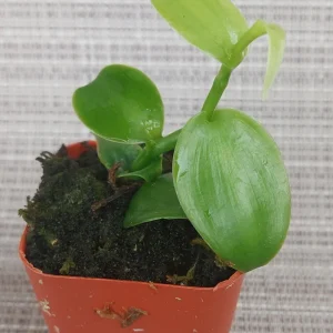 Vanilla Planifolia Orchid Plant – Rooted Live Vanilla Vine - Image 3