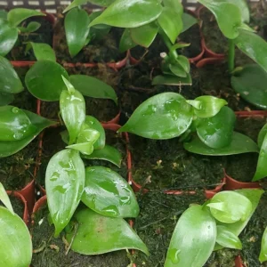 Vanilla Planifolia Orchid Plant – Rooted Live Vanilla Vine - Image 4