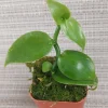 Vanilla Planifolia Orchid Plant – Rooted Live Vanilla Vine - Image 1
