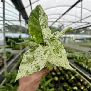 Variegated Alocasia Blizzard Live Plant – 4in Potted Houseplant Indoor - Image 2