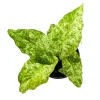 Variegated Alocasia Blizzard Live Plant – 4in Potted Houseplant Indoor - Image 1