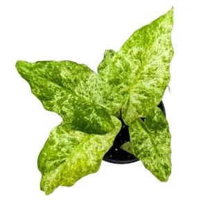 Variegated Alocasia Blizzard Live Plant – 4in Potted Houseplant Indoor - Image 1