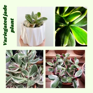 Variegated Jade Plant Live - Crassula Ovata Succulent - 4 Inch Tall in 3.5 Inch Pot - Indoor Houseplant - Image 2